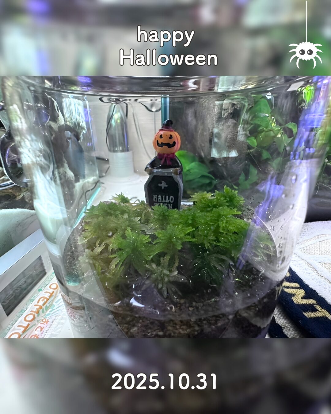 ハッピーハロウィン♪